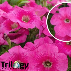 Петуния Trilogy Rose Gen2 - 5 шт 10931 - фото 1182