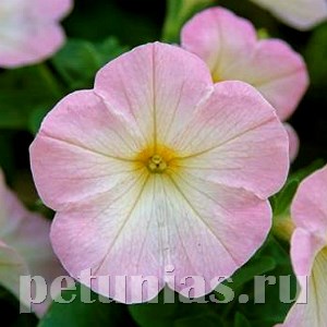 Петуния Trilogy Salmon Morn - 5 шт 10932 - фото 1183