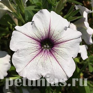 Петуния Trilogy Silver Blotch - 5 шт 10934 - фото 1184