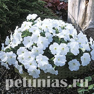 Петуния Trilogy White - 5 шт 10935 - фото 1185