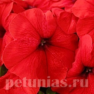 Петуния Trilogy Red Gen2 - 5 шт 11379 - фото 1186