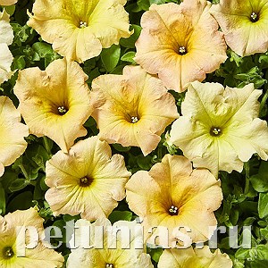 Петуния Diamond Sun Shades - 5 шт 10938 - фото 1189