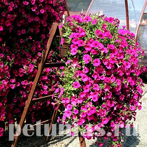 Петуния Purple Velvet - 5 шт 10939 - фото 1190