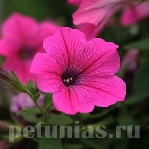 Петуния Rose Vein Velvet - 5 шт 10940 - фото 1191