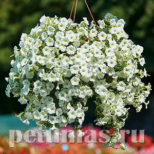 Петуния White Velvet - 5 шт 10942 - фото 1193