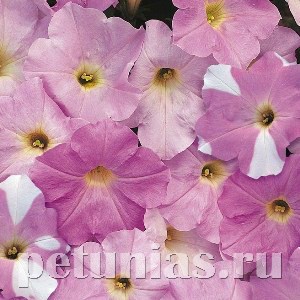Петуния Wave Misty Lilac - 5 шт 10945 - фото 1197