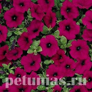 Петуния Wave Purple Classic - 5 шт 10948 - фото 1200