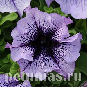 Петуния Daddy Blue - 10 шт 10953 - фото 1202