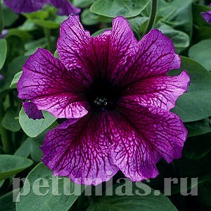 Петуния Daddy Sugar - 10 шт 10957 - фото 1206