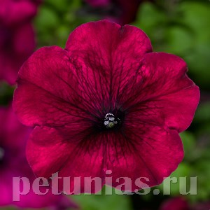 Петуния Duvet Burgundy - 5 шт 10959 - фото 1209