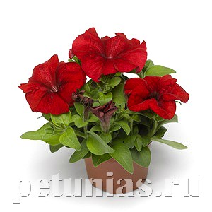 Петуния Duvet Red - 5 шт 10961 - фото 1211