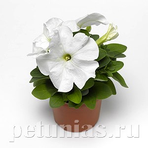 Петуния Duvet White - 5 шт 10963 - фото 1213