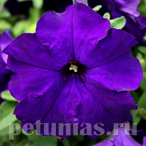Петуния Eagle Blue - 10 шт 10964 - фото 1215