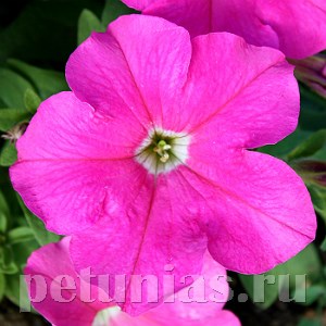 Петуния Eagle Pink - 10 шт 10965 - фото 1216