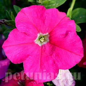 Петуния Eagle Rose - 10 шт 10967 - фото 1218