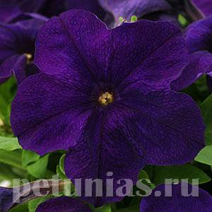 Петуния Ez Rider Blue - 5 шт 10972 - фото 1225