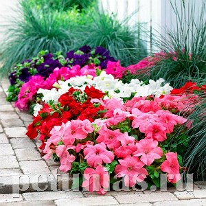 Петуния Ez Rider Deep Pink - 5 шт 10973 - фото 1226