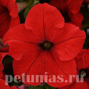 Петуния Ez Rider Red Improved - 5 шт 10975 - фото 1228