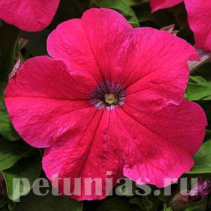 Петуния Ez Rider Rose - 5 шт 10976 - фото 1229