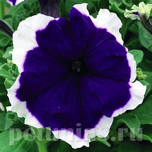 Петуния Frost Blue - 10 шт 10979 - фото 1233