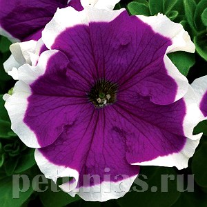 Петуния Frost Velvet - 10 шт 10982 - фото 1236