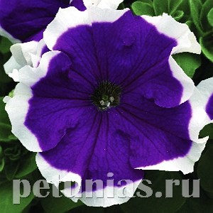 Петуния Hulahoop Blue - 25 шт 10983 - фото 1238
