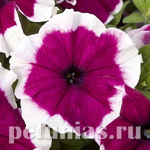Петуния Hulahoop Burgundy - 25 шт 10984 - фото 1239