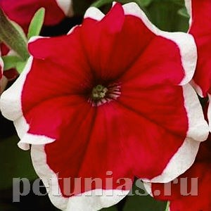 Петуния Hulahoop Red - 25 шт 10985 - фото 1240