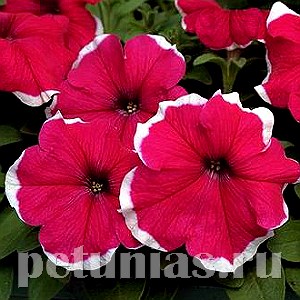 Петуния Hulahoop Rose - 25 шт 10986 - фото 1241