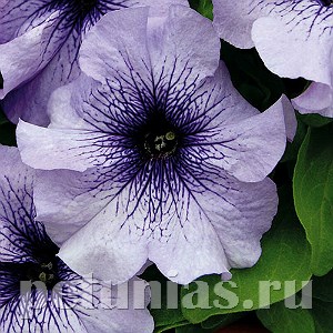 Петуния Limbo GP Blue Veined - 10 шт 10990 - фото 1247