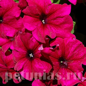 Петуния Limbo GP Burgundy - 10 шт 10991 - фото 1248