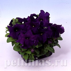 Петуния Limbo GP Deep Purple - 10 шт 10993 - фото 1250