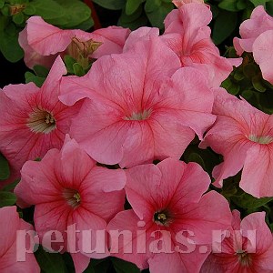 Петуния Limbo GP Peach - 10 шт 10996 - фото 1253