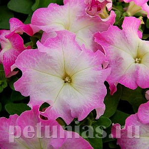 Петуния Limbo GP Pink Morn - 10 шт 10998 - фото 1255