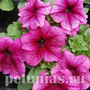 Петуния Limbo GP Plum - 10 шт 10999 - фото 1256