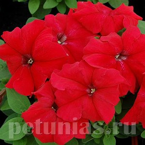 Петуния Limbo GP Red - 10 шт 11001 - фото 1258