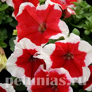 Петуния Limbo GP Red Picotee - 10 шт 11002 - фото 1259