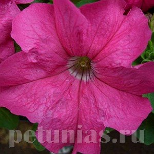 Петуния Limbo GP Rose - 10 шт 11004 - фото 1261