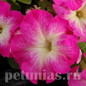 Петуния Limbo GP Rose Morn - 10 шт 11005 - фото 1262
