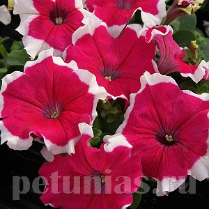 Петуния Limbo GP Rose Picotee - 10 шт 11006 - фото 1263
