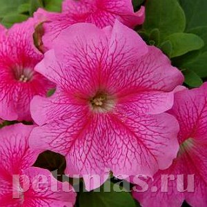 Петуния Limbo GP Rose Veined - 10 шт 11007 - фото 1264