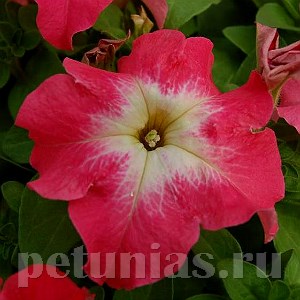 Петуния Limbo GP Salmon Morn - 10 шт 11009 - фото 1266