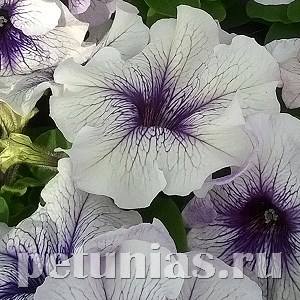 Петуния Limbo GP Silver Blue - 10 СЕМЯН 11010 - фото 1267