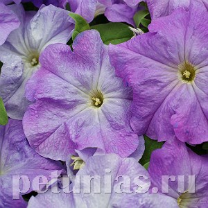 Петуния Limbo GP Sky Blue - 10 СЕМЯН 11011 - фото 1268