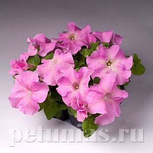 Петуния Limbo Sweet Pink - 10 шт 11012 - фото 1269