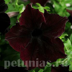 Петуния Sophistica Blackberry - 5 шт 11018 - фото 1276