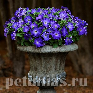 Петуния Sophistica Blue Morn - 5 шт 11019 - фото 1277