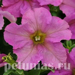 Петуния Sophistica Twilight - 5 шт 11022 - фото 1280