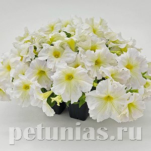 Петуния SUCCESS! 360° Light Yellow - 10 шт 11029 - фото 1288