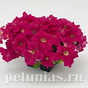Петуния SUCCESS! 360° Pink - 10 шт 11030 - фото 1289